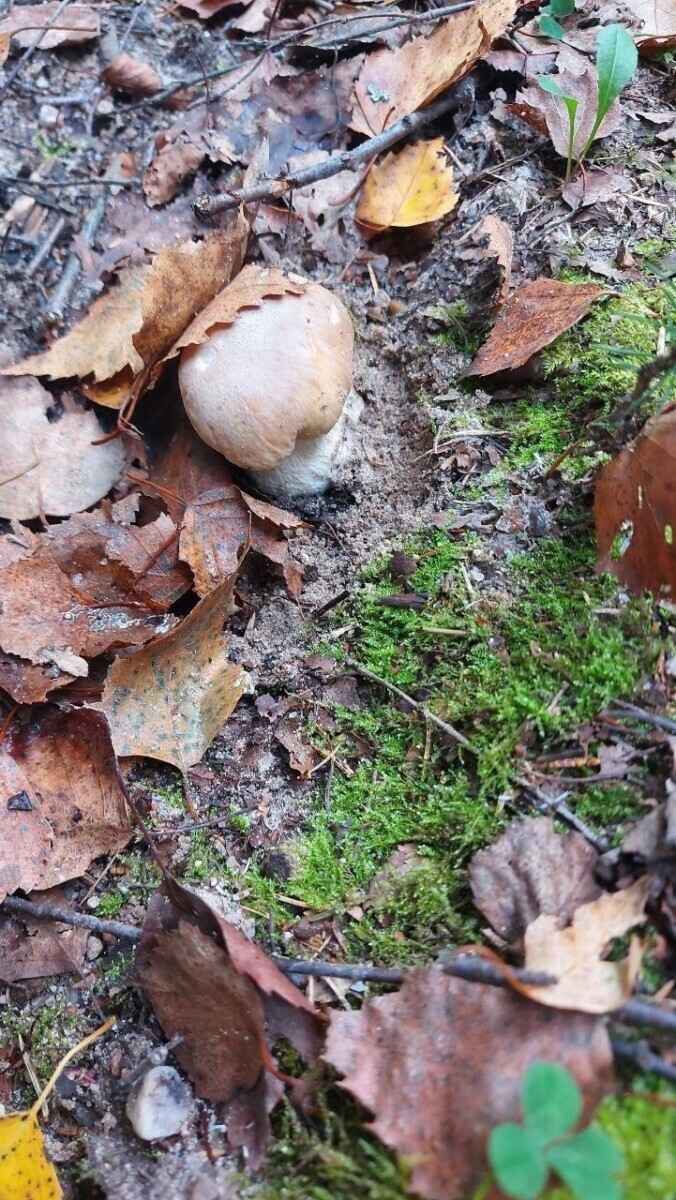 Как Луна влияет на рост грибов? Обратите внимание на эти 2 фактора, чтобы принести домой целые корзины