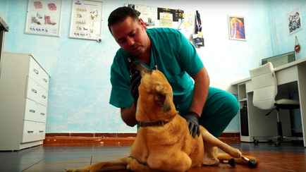 В Лиде ветеринар установил собаке два бионических протеза, на которые собирали всем миром