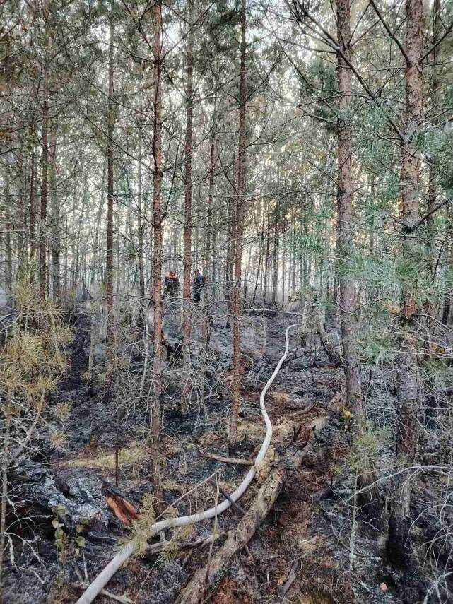 Минлесхоз отчитался о ликвидации пожара на болоте Ельня. Вот как выглядит теперь уникальный заказник