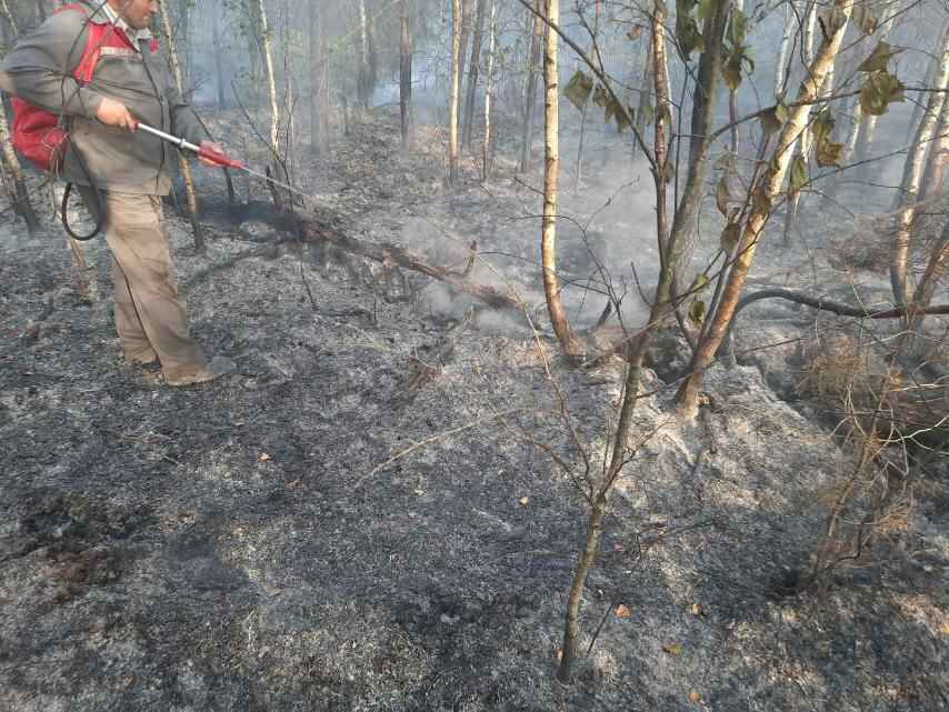 Минлесхоз отчитался о ликвидации пожара на болоте Ельня. Вот как выглядит теперь уникальный заказник