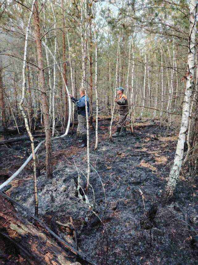 Минлесхоз отчитался о ликвидации пожара на болоте Ельня. Вот как выглядит теперь уникальный заказник