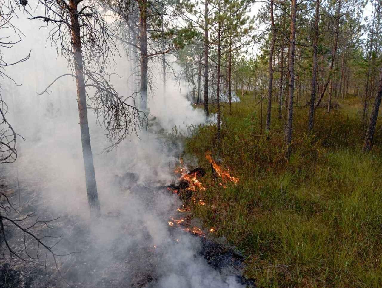 Минлесхоз отчитался о ликвидации пожара на болоте Ельня. Вот как выглядит теперь уникальный заказник
