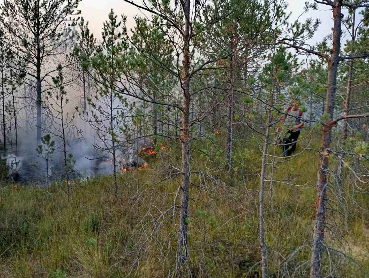 Минлесхоз отчитался о ликвидации пожара на болоте Ельня. Вот как выглядит теперь уникальный заказник