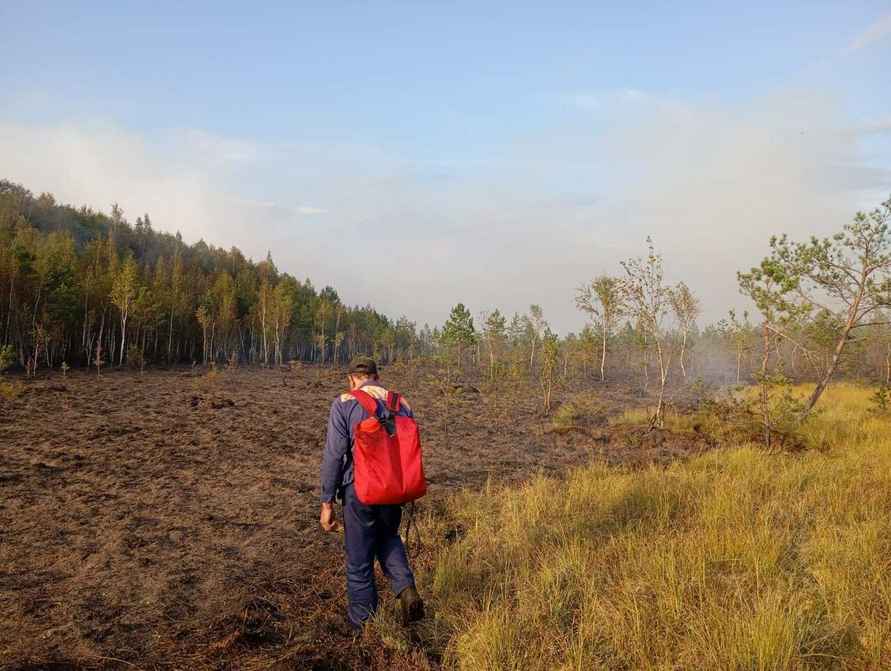Минлесхоз отчитался о ликвидации пожара на болоте Ельня. Вот как выглядит теперь уникальный заказник