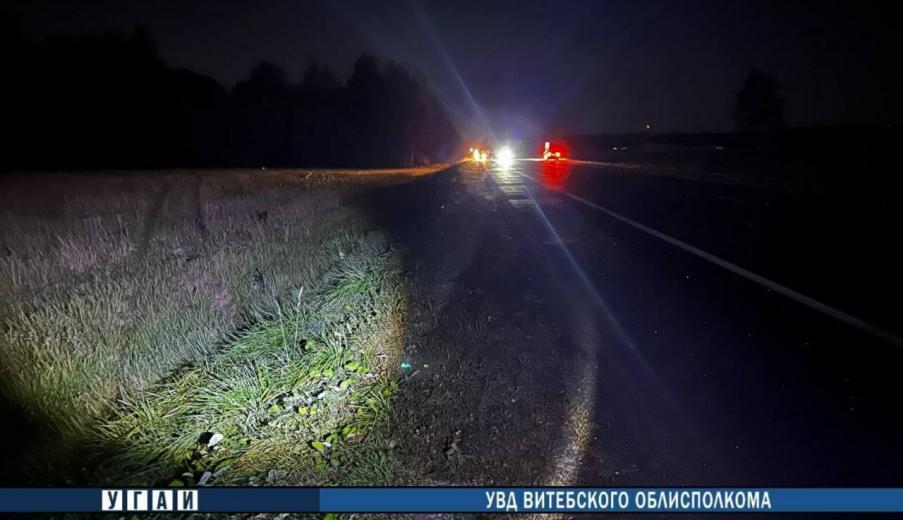 Под Витебском из-за столкновения машины с лосем погиб 12-летний мальчик