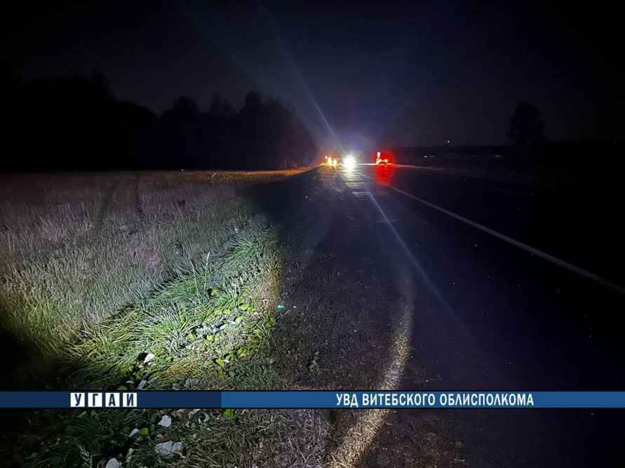 Под Витебском из-за столкновения машины с лосем погиб 12-летний мальчик