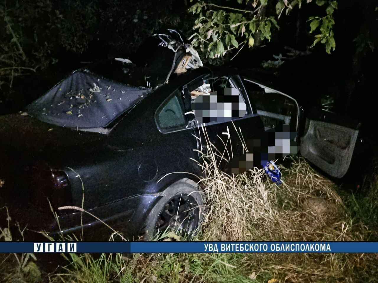 Под Витебском из-за столкновения машины с лосем погиб 12-летний мальчик