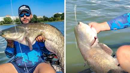 В Чижовском водохранилище минчанин поймал «кабанчика»-сома весом в 15 килограммов