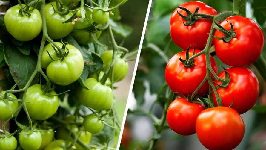 Помидоры ещё зелёные? Вот что нужно сделать белорусам до заморозков, чтобы потом не выбрасывать урожай