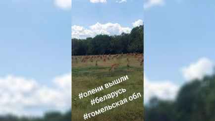 «Новый вид апокалипсиса» — В TikTok показали огромное стадо оленей под Гомелем. Но пользователи засомневались