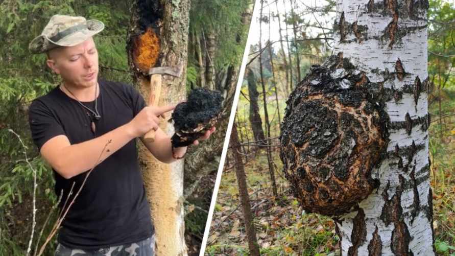 Зачем белорусам собирать на деревьях "черное золото"? Грибник рассказал, как не перепутать чагу с обычным наростом