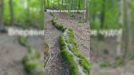 «Со временем вырастет «Китайская» стена» — в TikTok показали ручей, который «построил себя сам»