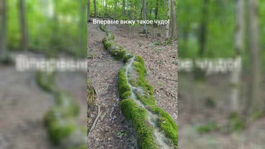 "Со временем вырастет "Китайская" стена" - в TikTok показали ручей, который "построил себя сам"