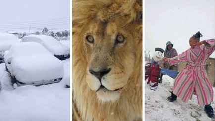 Дорожные пробки, африканские снеговики и шокированные львы. Как жители Южной Африки восприняли снегопад?