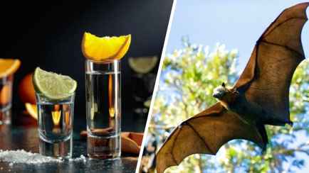 Этот алкогольный напиток может исчезнуть без летучих мышей. Учёные назвали причину