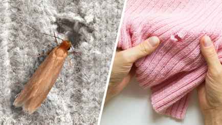 Как избавиться от моли в шкафу? Нашли 3 эффективных средства, которые защитят одежду без химии