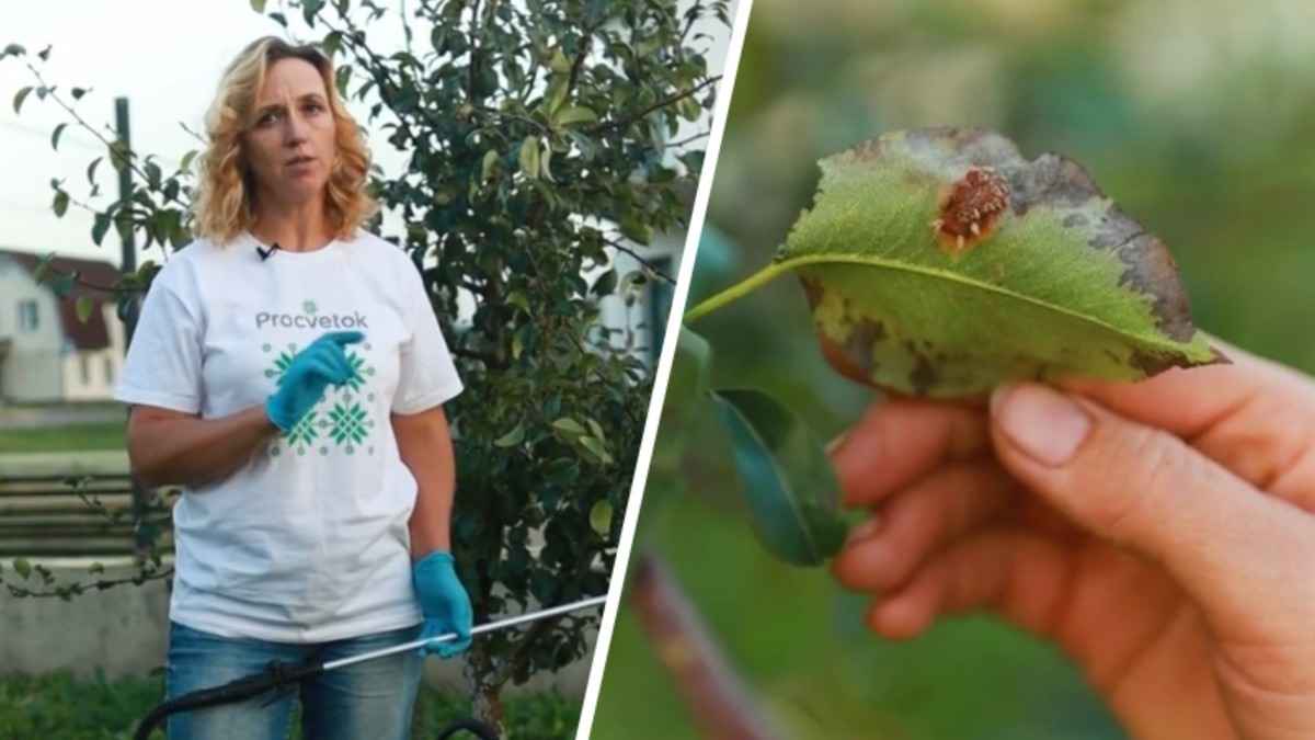 Как избавить сад от болезней в новом сезоне? Биолог рассказала, чем опрыскать, чтобы вирусы не перезимовали