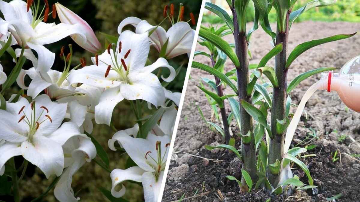 Лилии отцвели? Не забудьте сделать эти 2 вещи, чтобы радовали в следующем сезоне