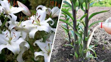Лилии отцвели? Не забудьте сделать эти 2 вещи, чтобы радовали в следующем сезоне
