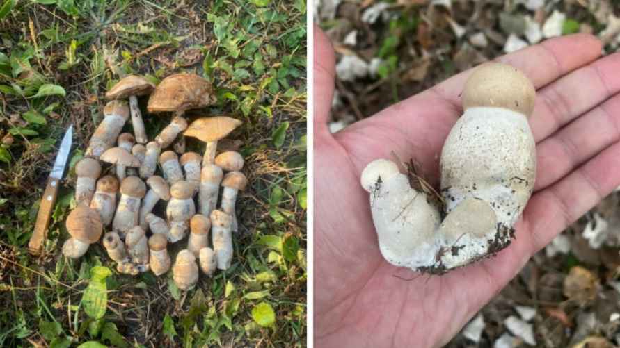 Фото: паблик "Грибы: Грибные войска Беларуси"