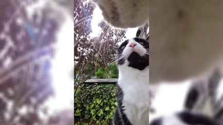 «У меня аж ладошки вспотели» — Видео, снятое кошкой, набрало почти 2 млн просмотров в TikTok