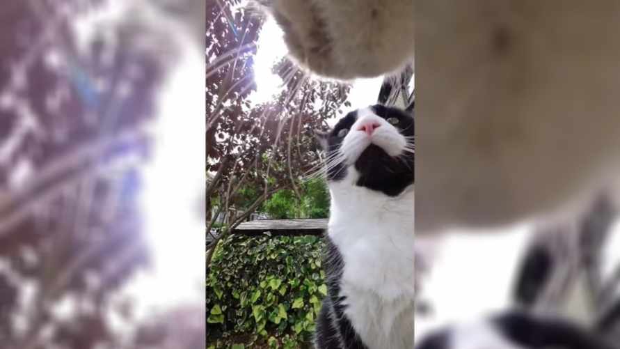 "У меня аж ладошки вспотели" - Видео, снятое кошкой, набрало почти 2 млн просмотров в TikTok