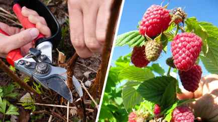 Как обрезать малину в сентябре? Сделайте эти 3 вещи — и следующий сезон удивит урожаем