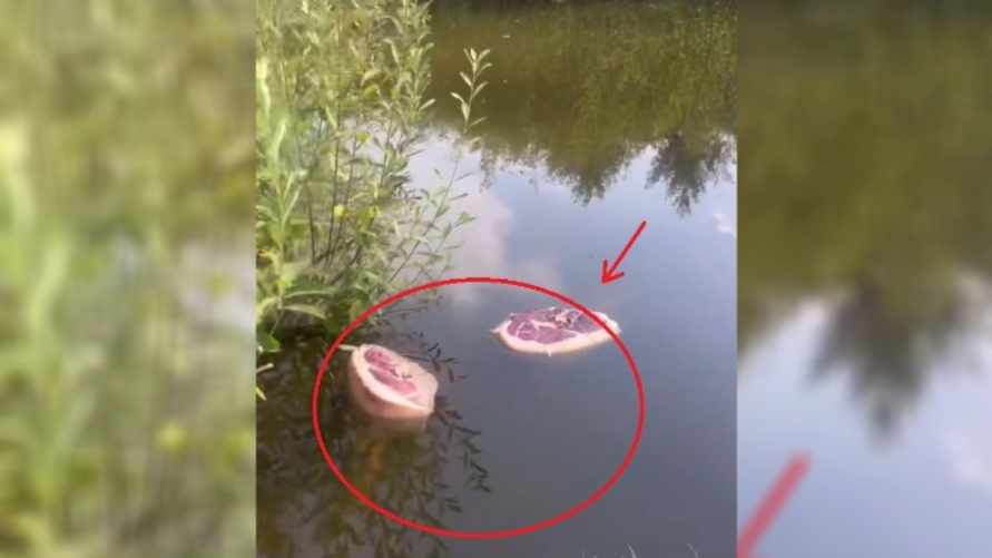 "Кто-то шашлыки замачивает?" - Белоруска пожаловалась на плавающее мясо в водоёме под Сморгонью