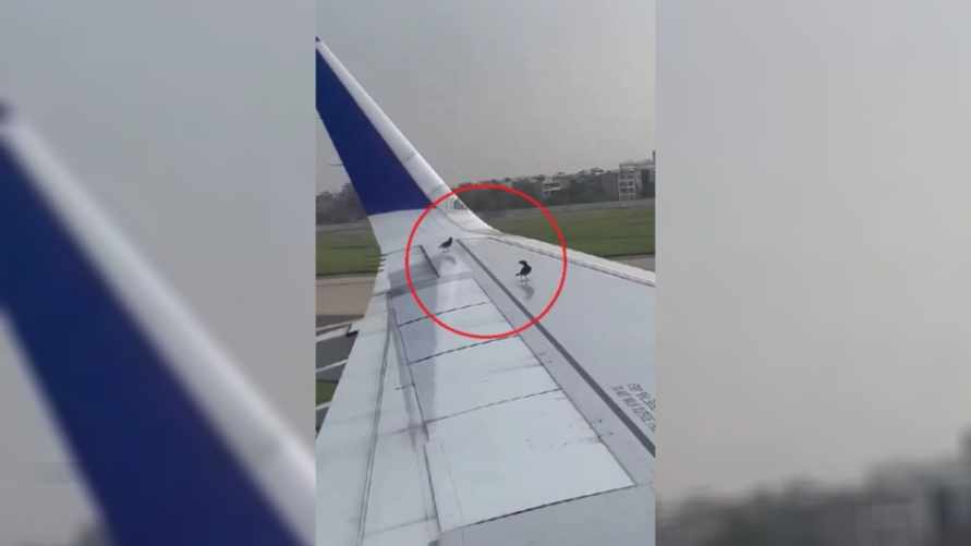 "Теперь даже им нужны самолеты" - Видео с "ленивыми" птицами собрало почти 20 млн просмотров в Х