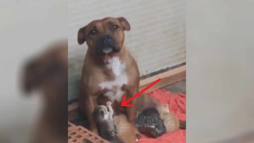 "Любовь, которая вышла за рамки вида" - Видео с кормящей котят собакой собрало почти 6 млн просмотров в Х