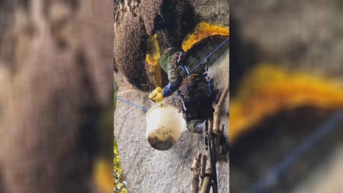 "Похоже на ограбление" - Видео со сбором гигантских медовых сот собрало 30 млн просмотров в Instagram