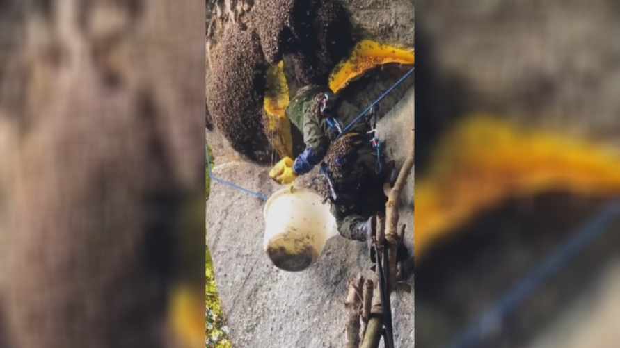 "Похоже на ограбление" - Видео со сбором гигантских медовых сот собрало 30 млн просмотров в Instagram