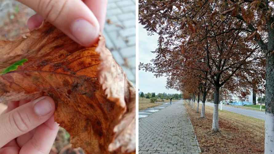 Фото: Telegraf.news