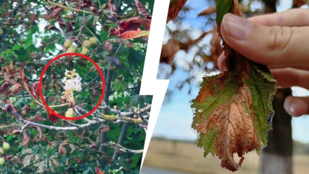 "Безнадежно больны" - Минчане удивились, почему в сентябре зацвели каштаны. Узнали причину