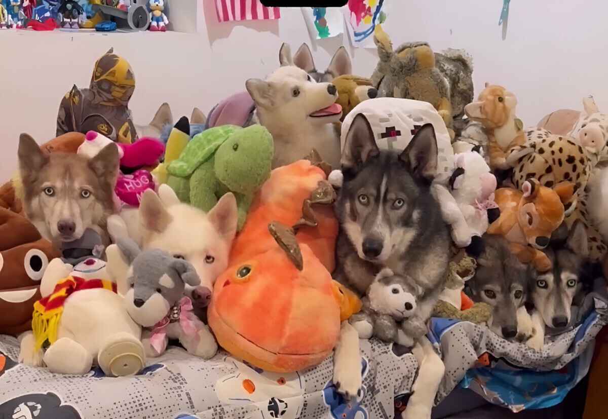 Сколько настоящих хаски на видео вы видите? Эта головоломка заинтриговала более 1 млн человек