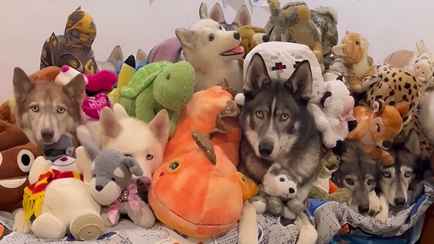 Сколько настоящих хаски на видео вы видите? Эта головоломка заинтриговала более 1 млн человек