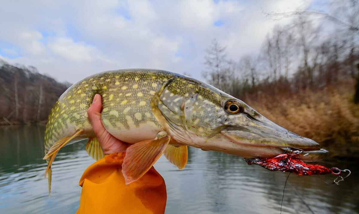 На что ловить щуку осенью? Вот где белорусам стоит искать "зубастую" в начале и конце сезона