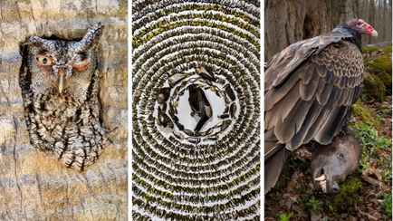 Фотограф из Канады получила премию за снимок 4 тысяч мёртвых птиц. Чем ещё удивил Bird Photographer-2024?