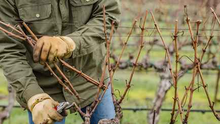 Как обрезать виноград осенью? Вот какие 5 ошибок могут стоить потери урожая