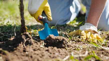 Подкормите деревья и кусты осенью этим удобрением. Ветки будут ломиться от урожая летом