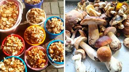 «Растут как на дрожжах» — Белорусы ринулись в лес за грибами. Какой из районов «в этом году отжигает?»