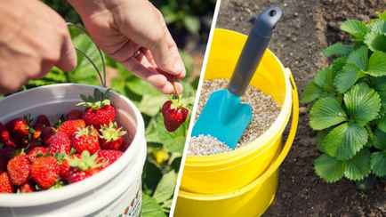 Осенняя «диета» для королевы сада. Чем и как подкормить клубнику в сентябре?