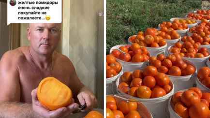 «Начну раздавать бесплатно» — Белорус предложил купить его помидоры по 2 рубля. Куда ехать?
