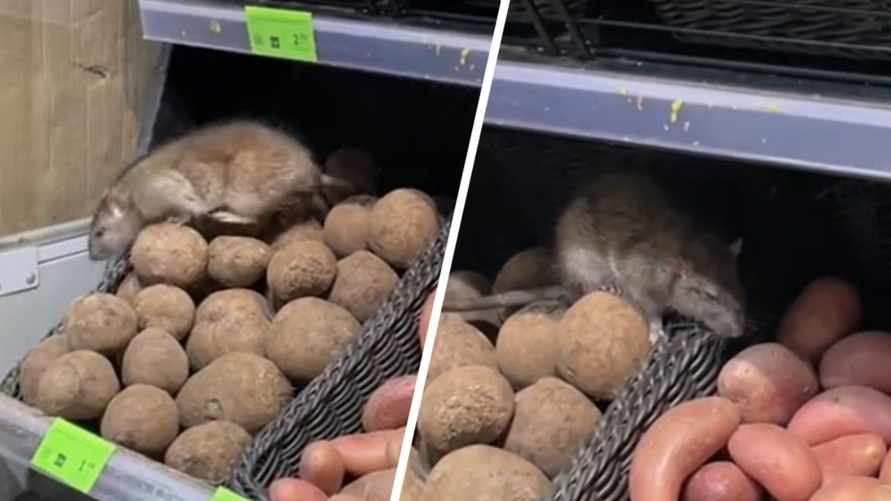 "Ценники на бульбу перебивает" - Большую крысу заметили на полках белорусского магазина