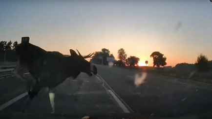 Водитель показал, что стало с его машиной после столкновения с лосем на Минщине