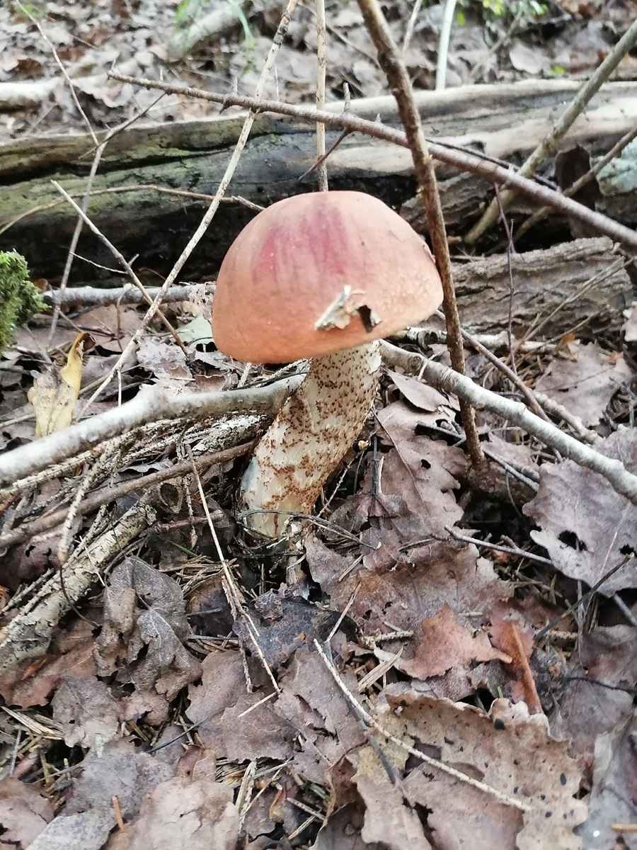Белорусские грибники объявили Дни подосиновика. Где берут вёдрами, а где только трудовые на сушку?