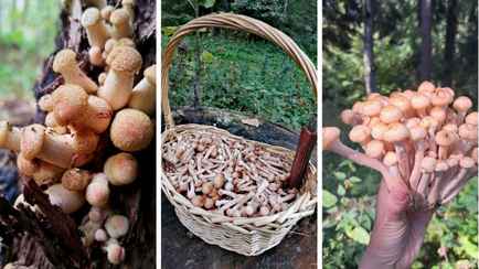 «К выходным будут хорошего размерчика» — В белорусских лесах пошли опята