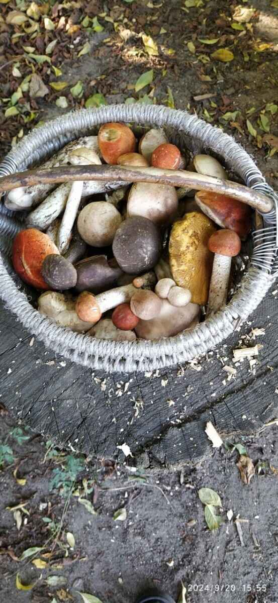 «Мало, зато все идеальные» - Белорусы похвастались корзинками белых и подосиновиков. Где лес «просыпается после глобальной засухи»?