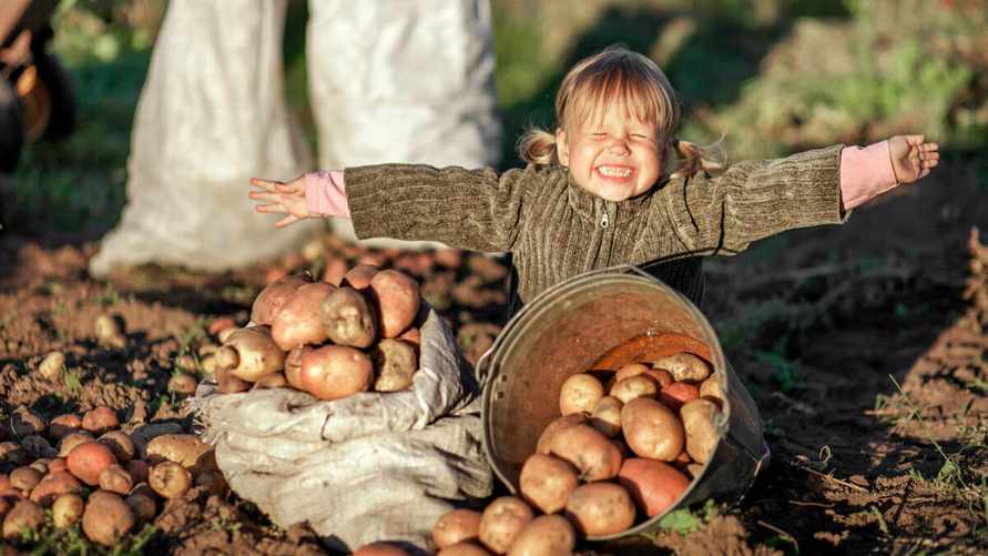 Как правильно хранить картошку, чтобы она не испортилась до лета? Вот что нужно сделать за 2-3 недели