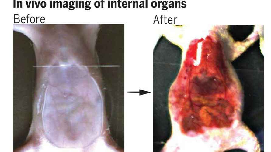 Иллюстрация действия красителя на грызуне. Фото: science